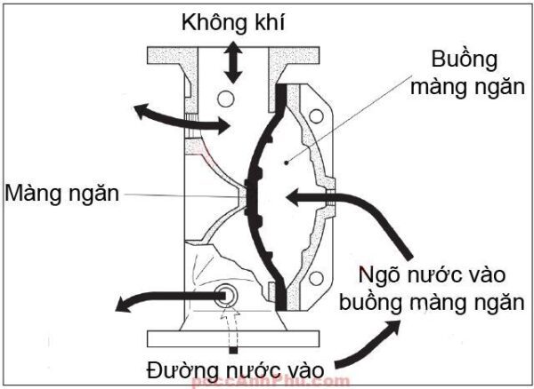 Van Xa Tran Shinyi Dgvx